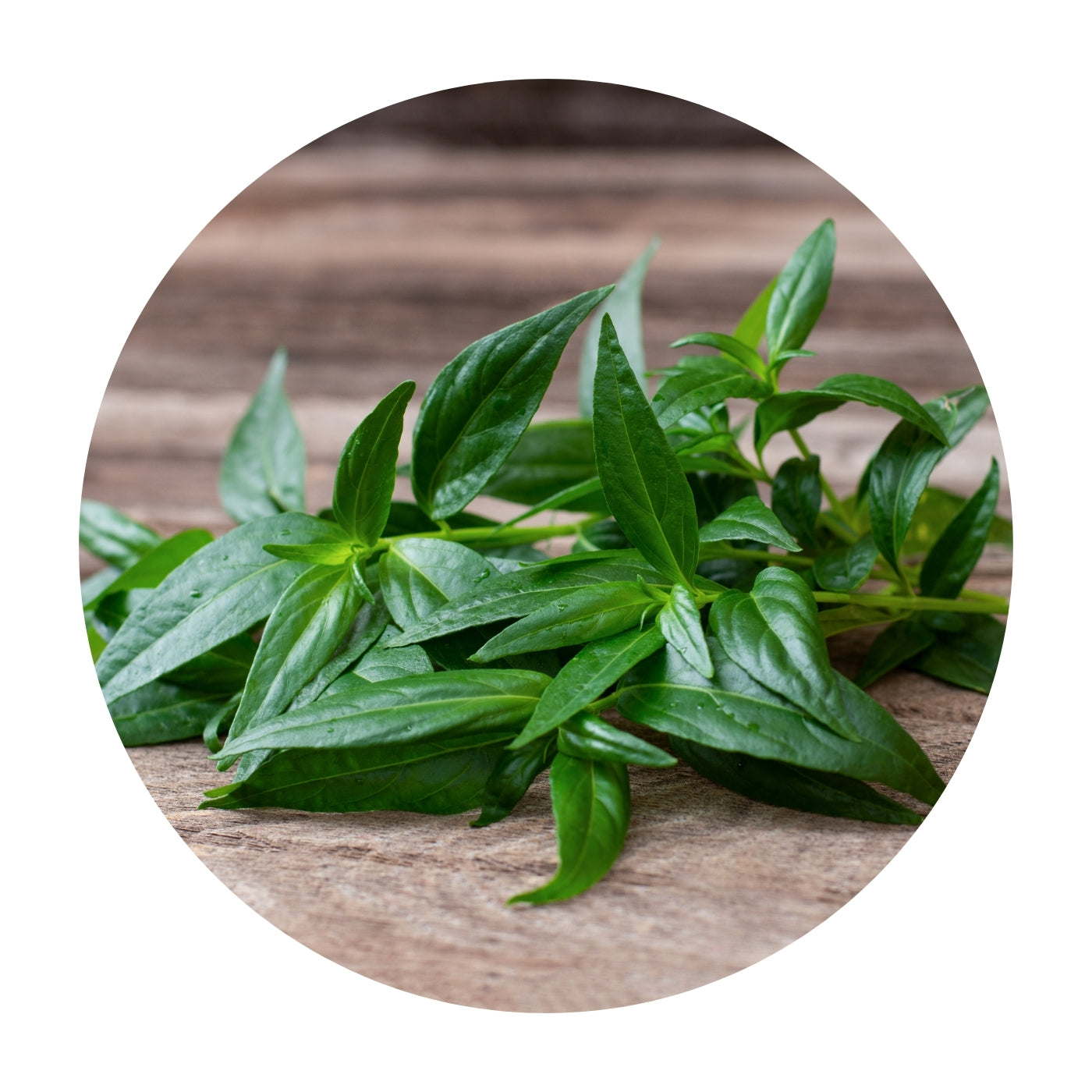 Green Andrographis leaves