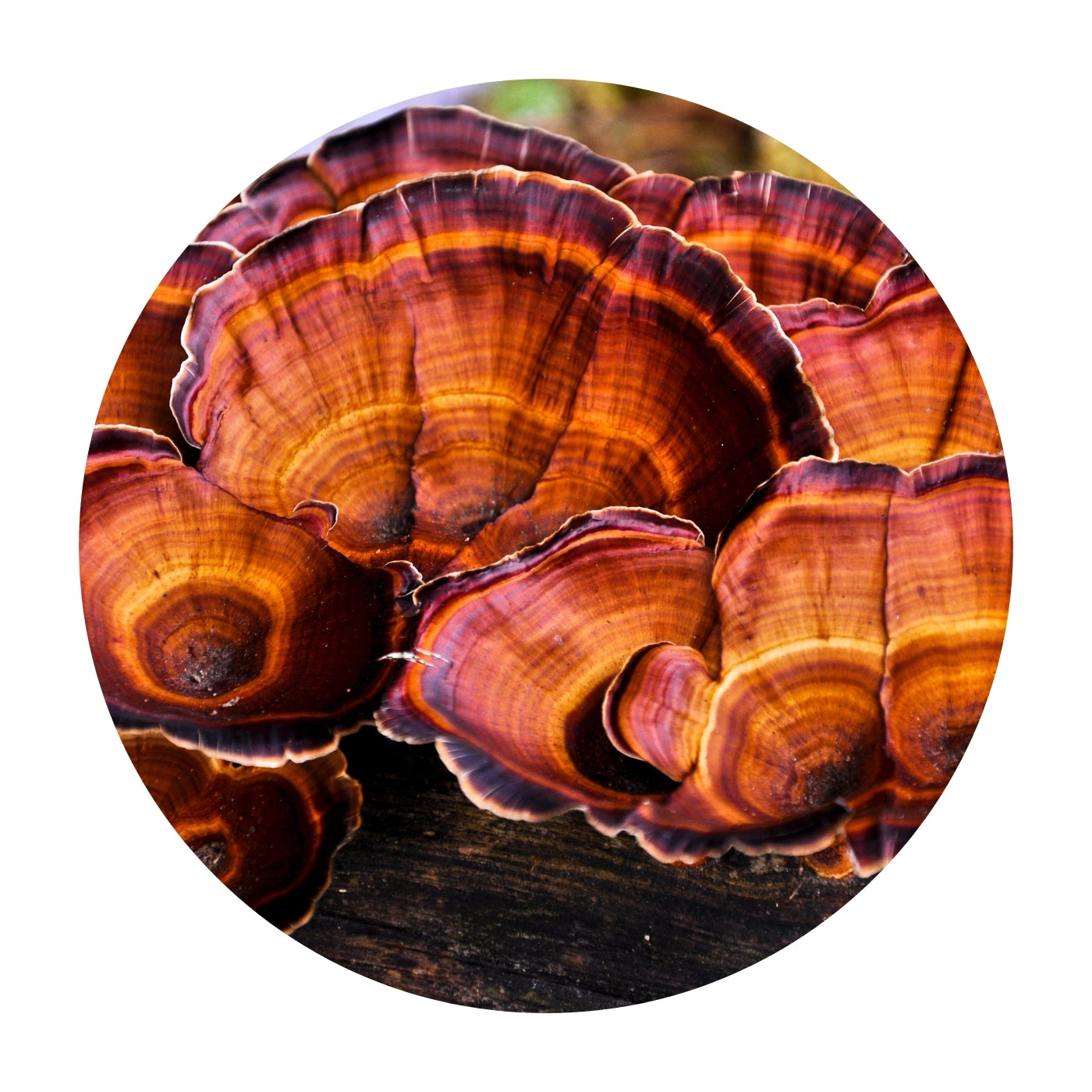 Reishi Mushrooms