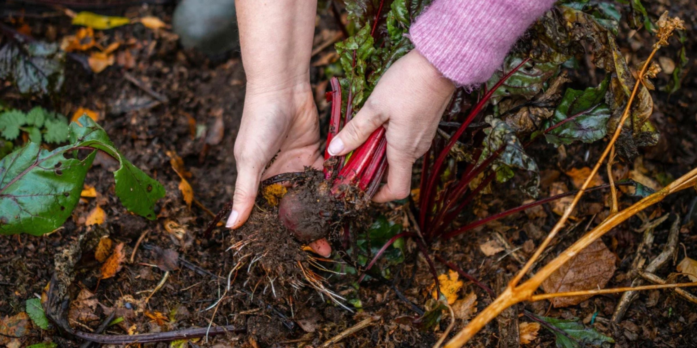 a gardener pulling siberian rhubarb out of soft soil